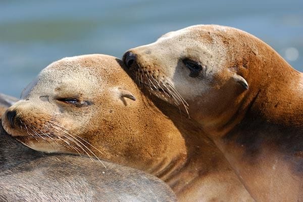 Sea Lions on the waterfront 
 in California